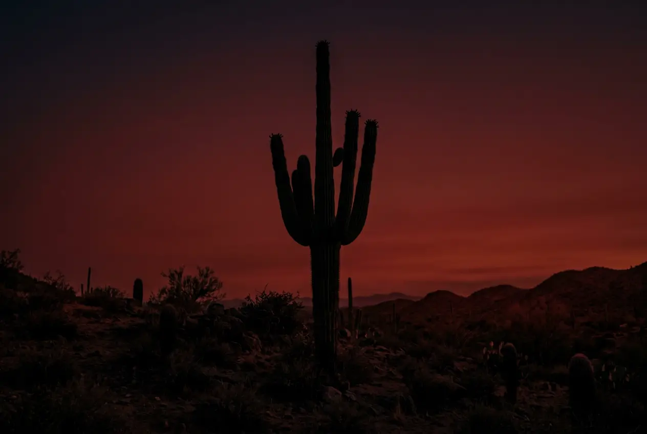 Saguaro cactus silhouette against a red sky